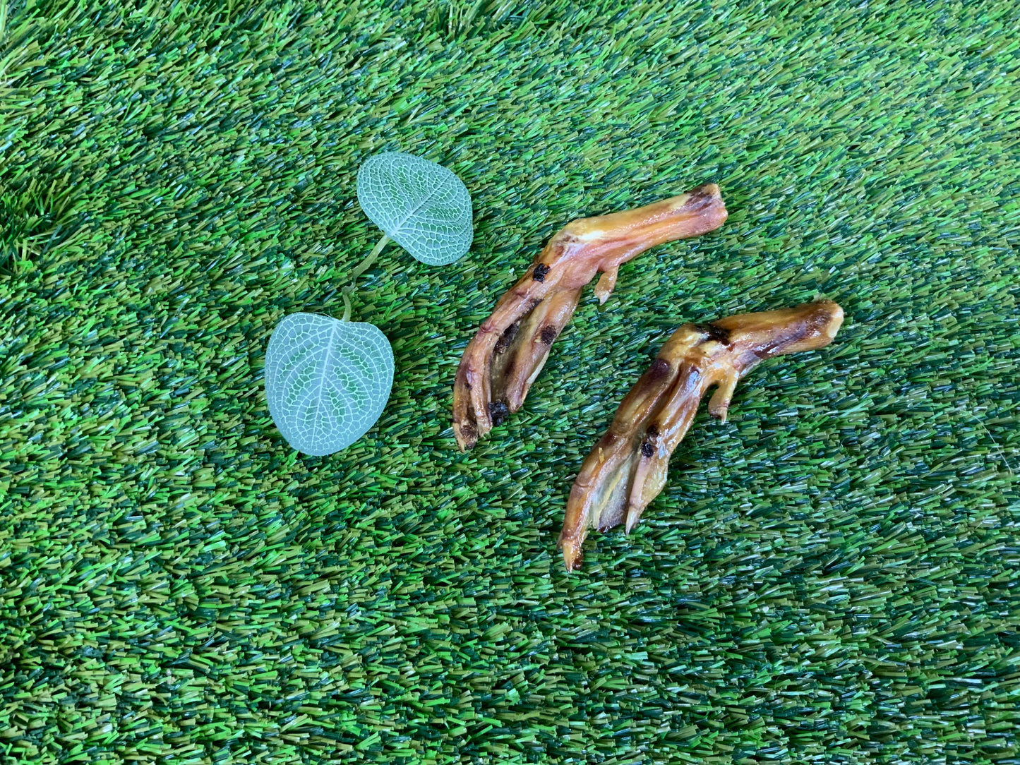 Duck Feet UTA Kennels