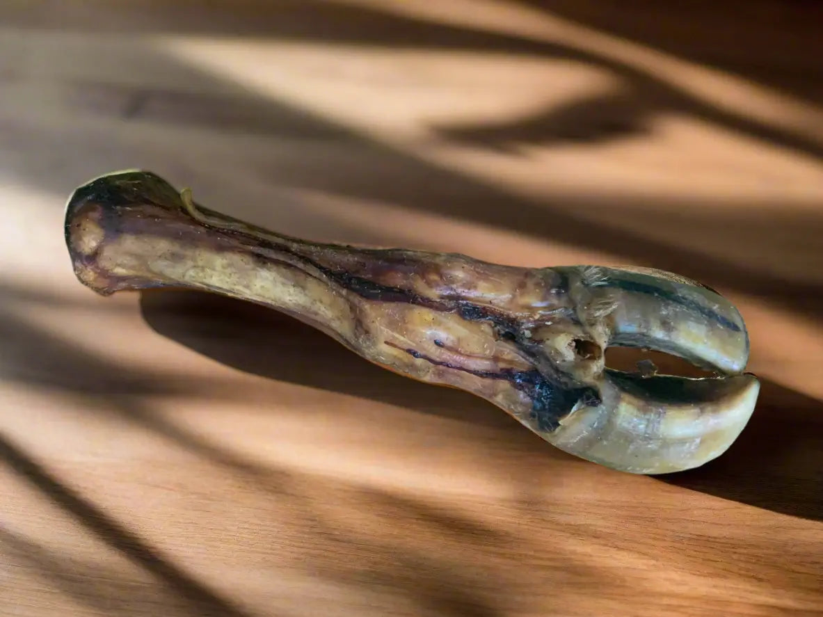 Giant cow leg UTA K9