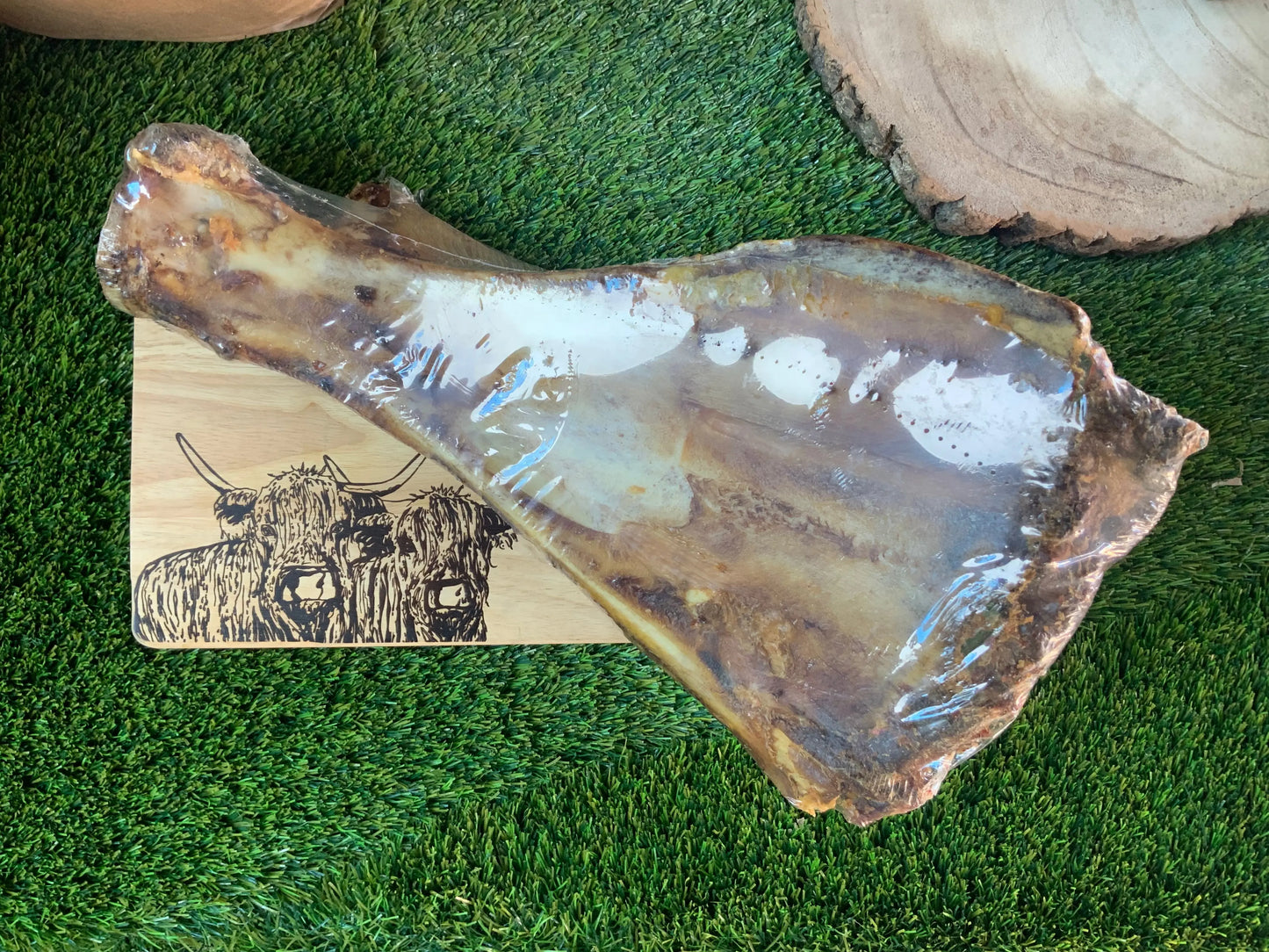 Giant shoulder bone with moon bone UTA K9