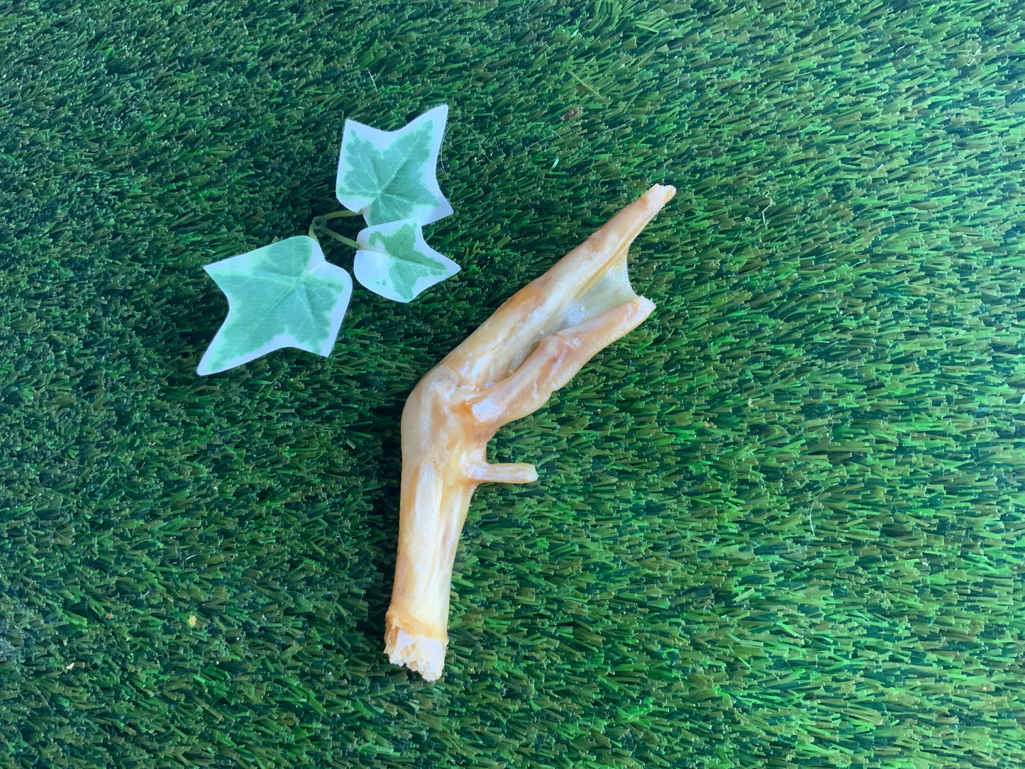 Goose Foot UTA Kennels