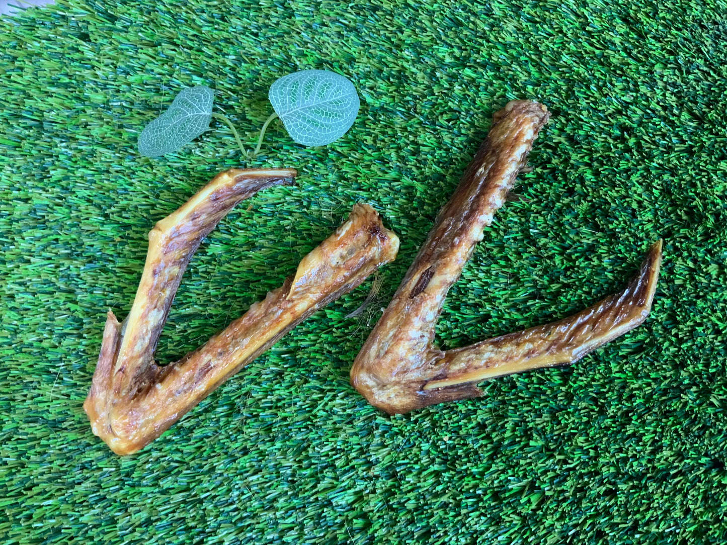 Goose Wings UTA Kennels