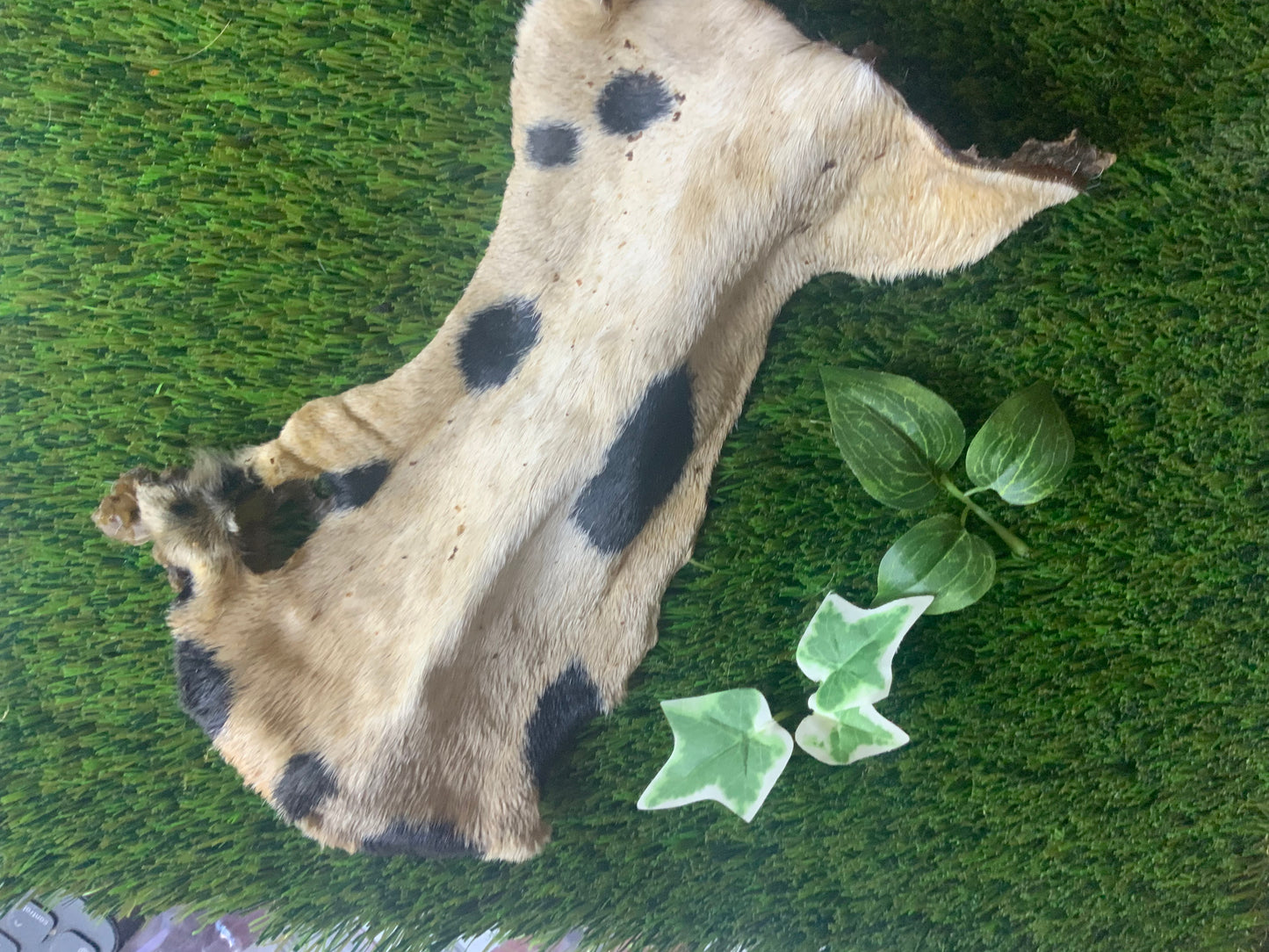 Hairy Beef Bark UTA Kennels