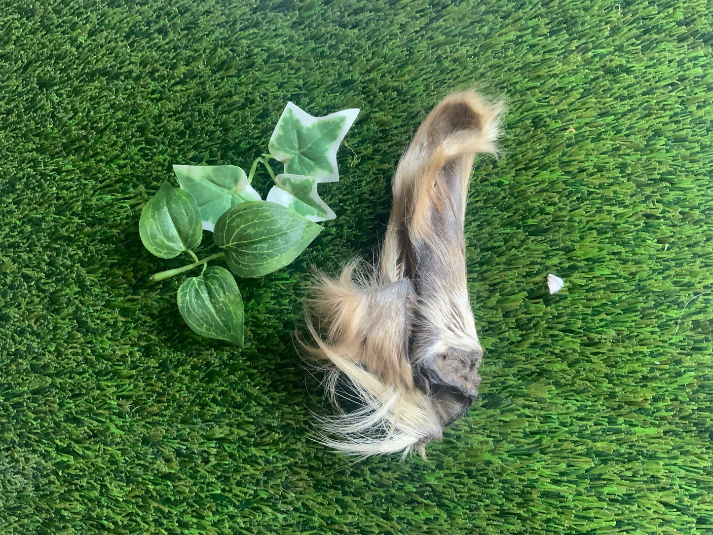 Hairy Cows Ear UTA Kennels