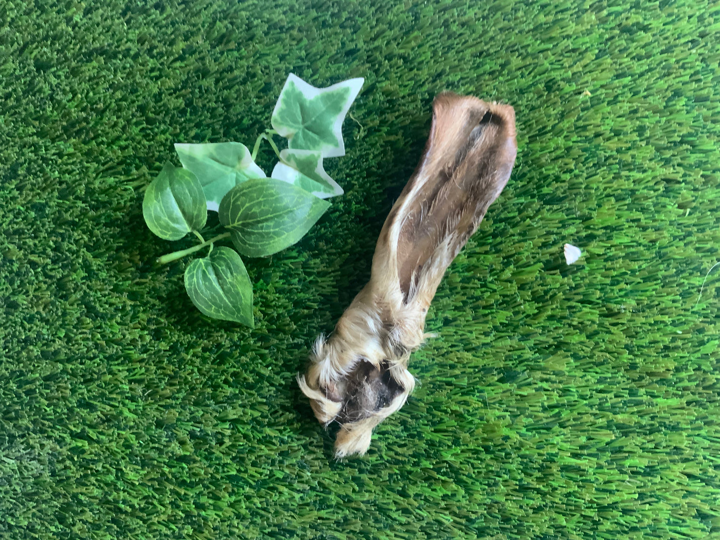 Hairy Goats Ear UTA Kennels