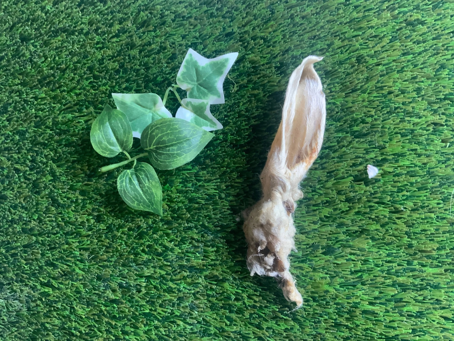 Hairy Lambs Ear UTA Kennels