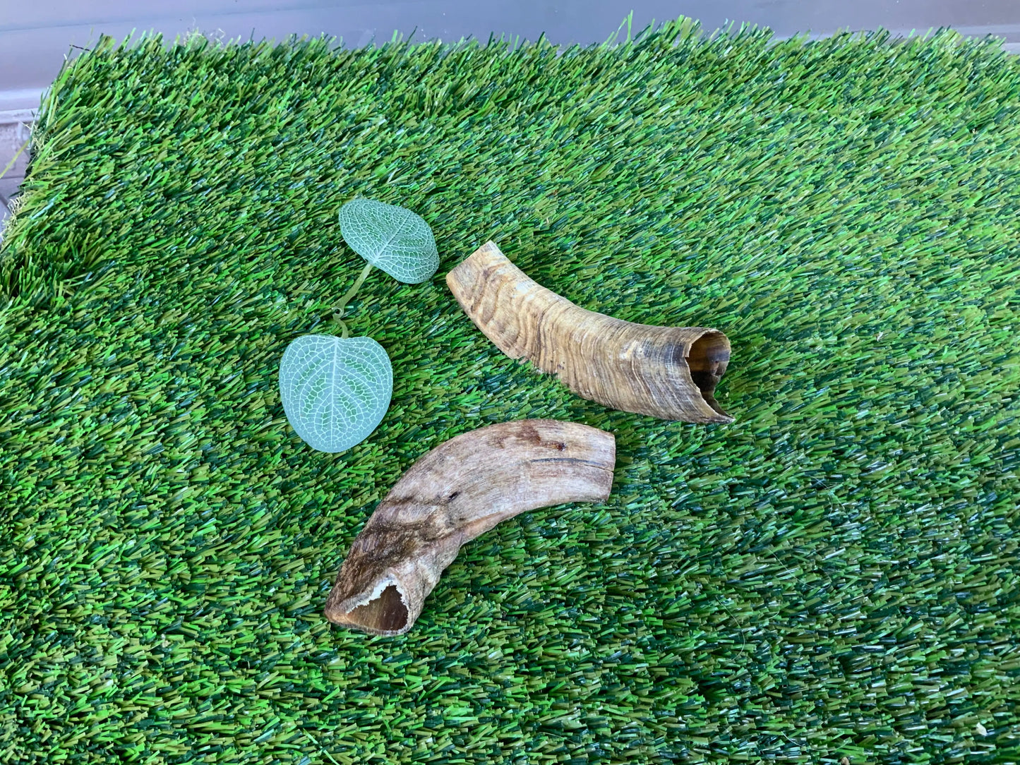 Lamb Horn (Cut) UTA Kennels