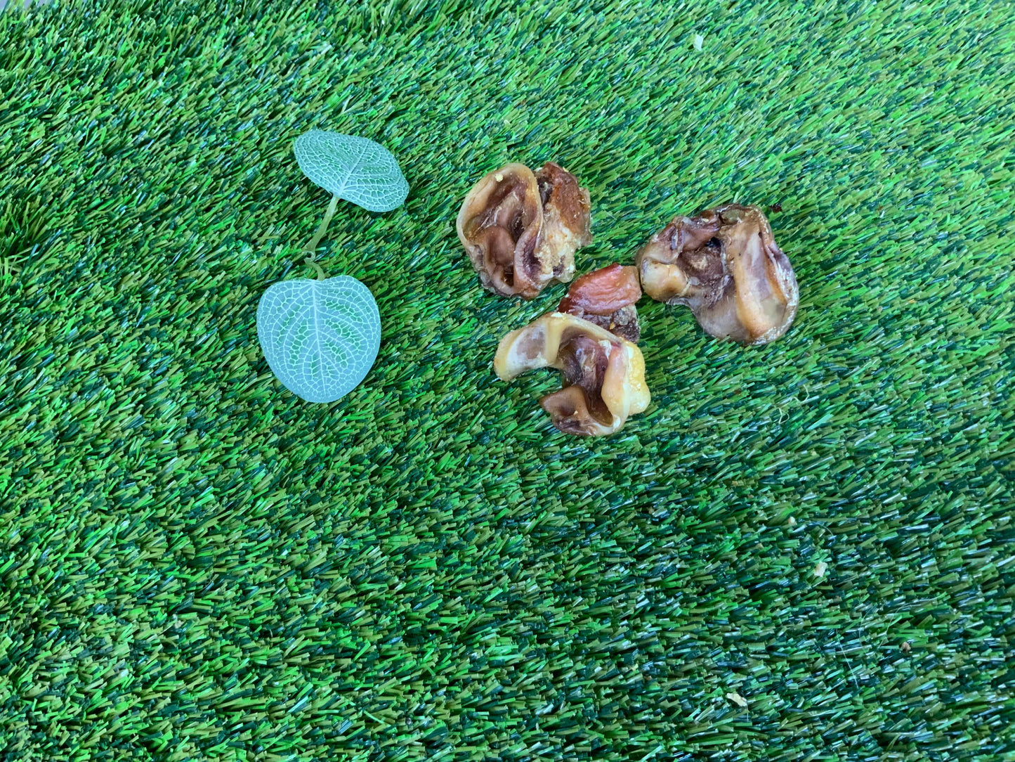 Pig Ear Cores UTA Kennels