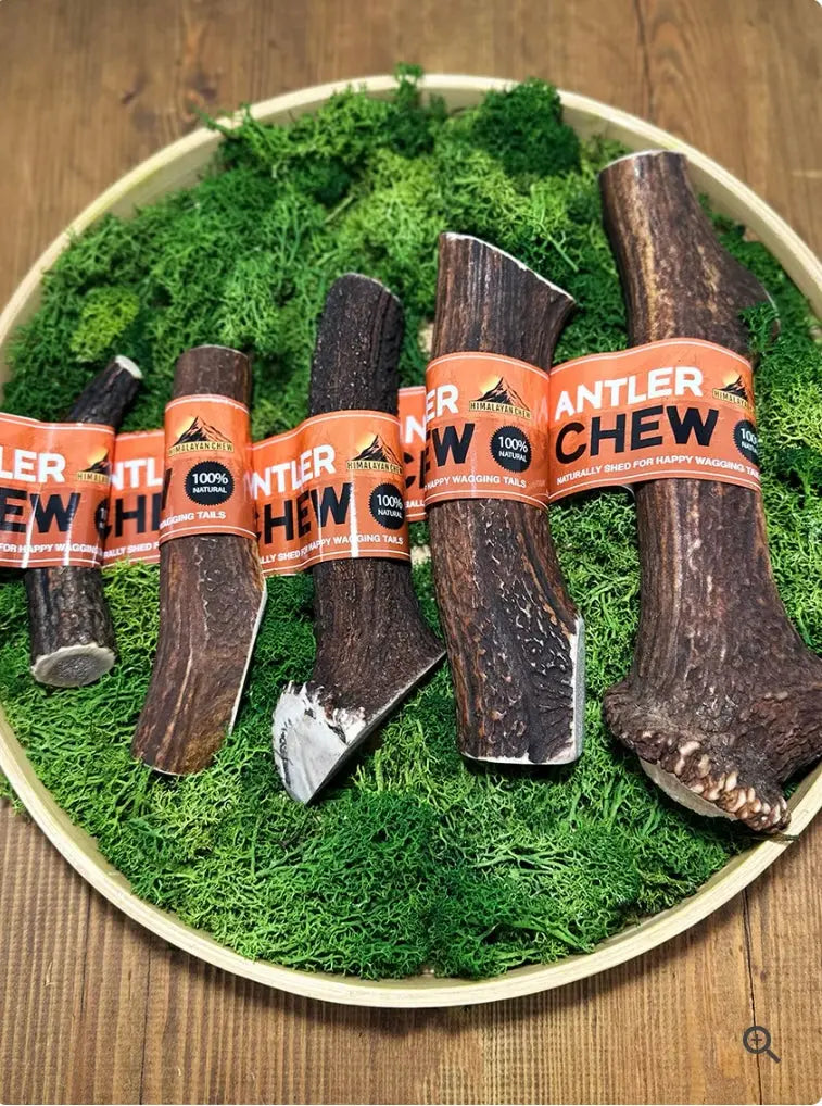 Yak bars and antlers UTA K9