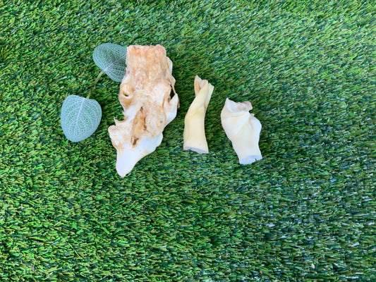 Beef Head Skins White UTA Kennels