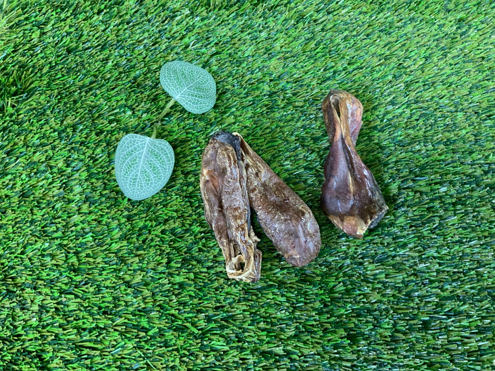 Beef Testicals UTA Kennels