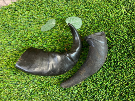 Buffalo Horn UTA Kennels