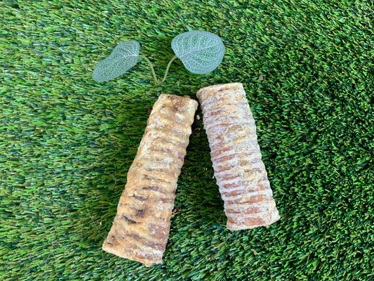 Buffalo Trachea UTA Kennels
