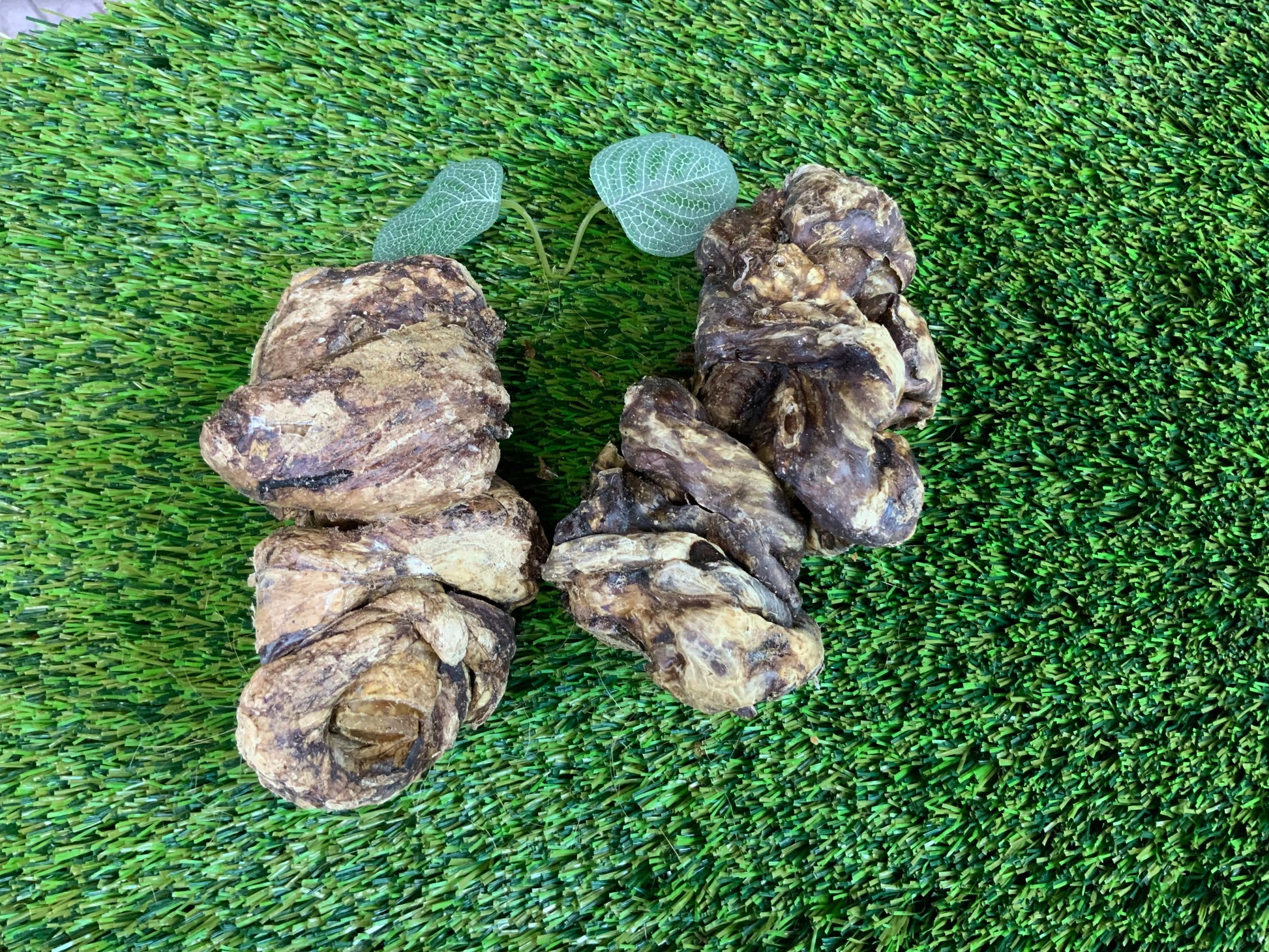 Buffalo Trachea with Lung UTA Kennels