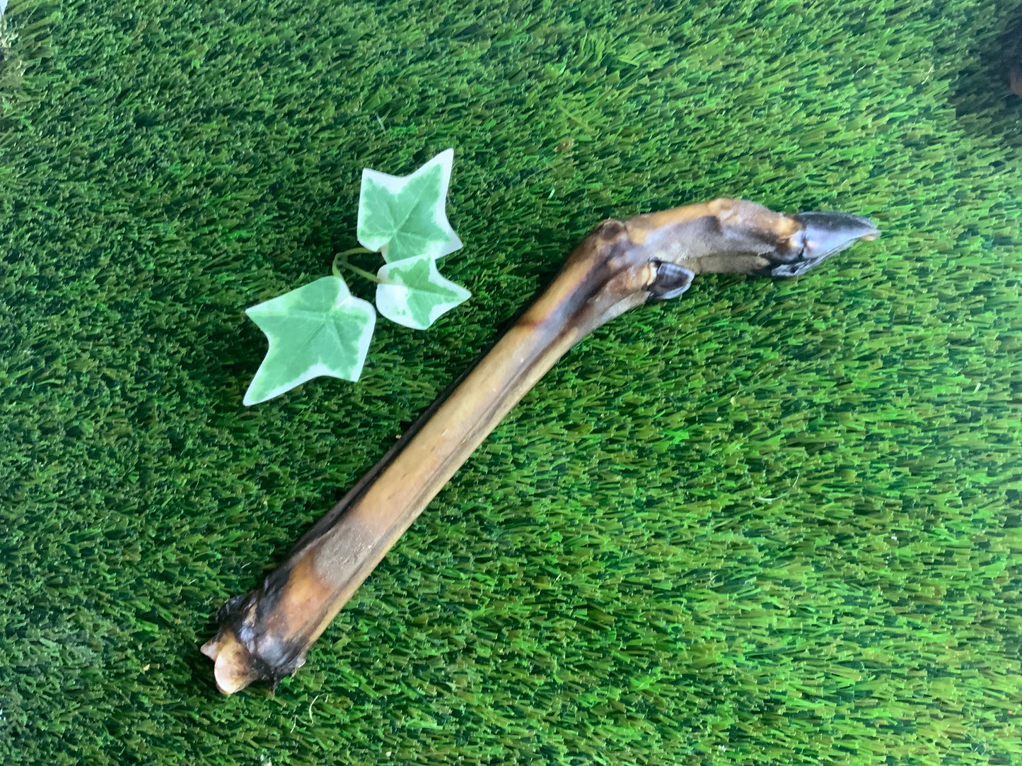 Deer Leg UTA Kennels