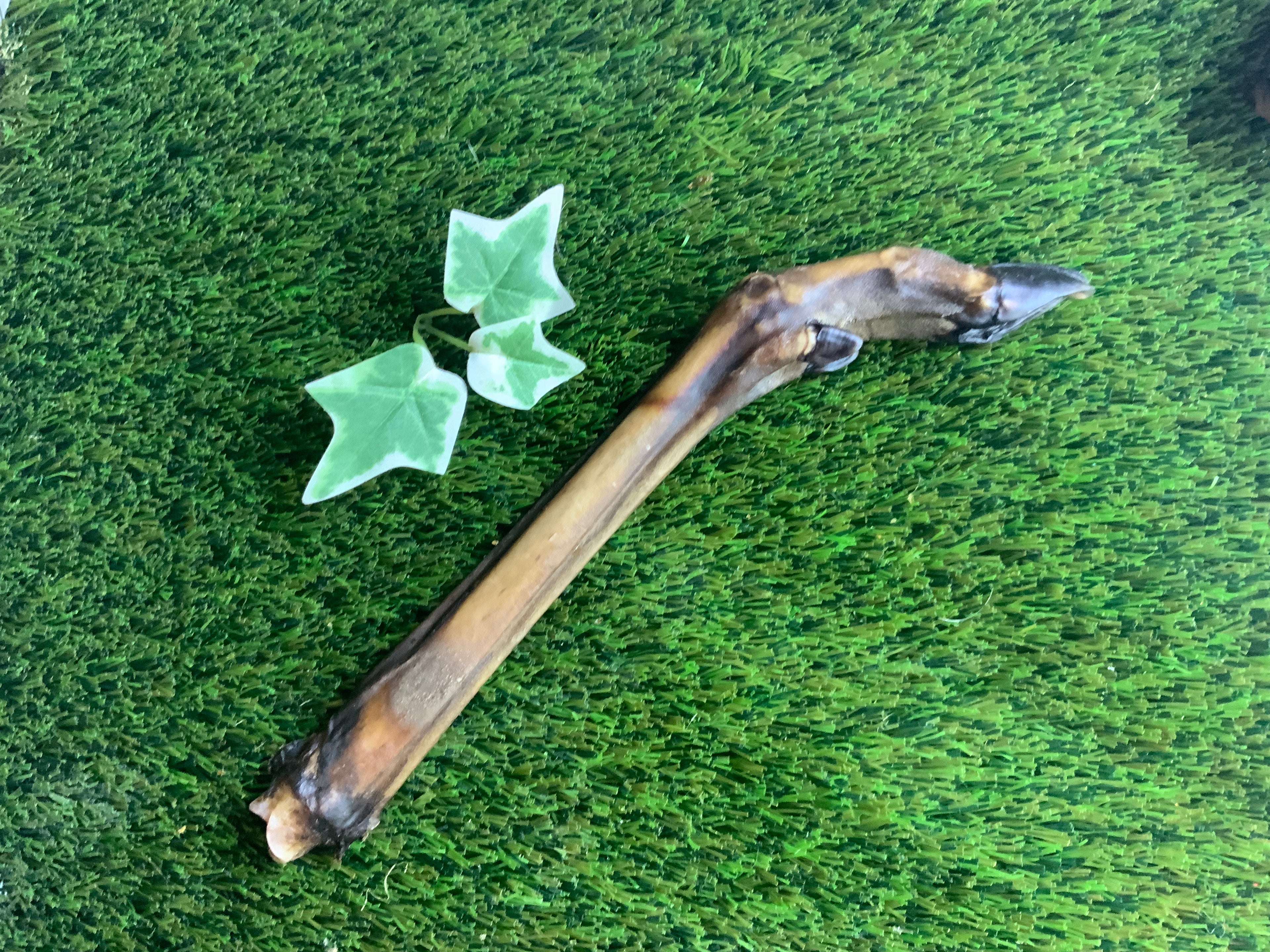 Deer Leg UTA Kennels