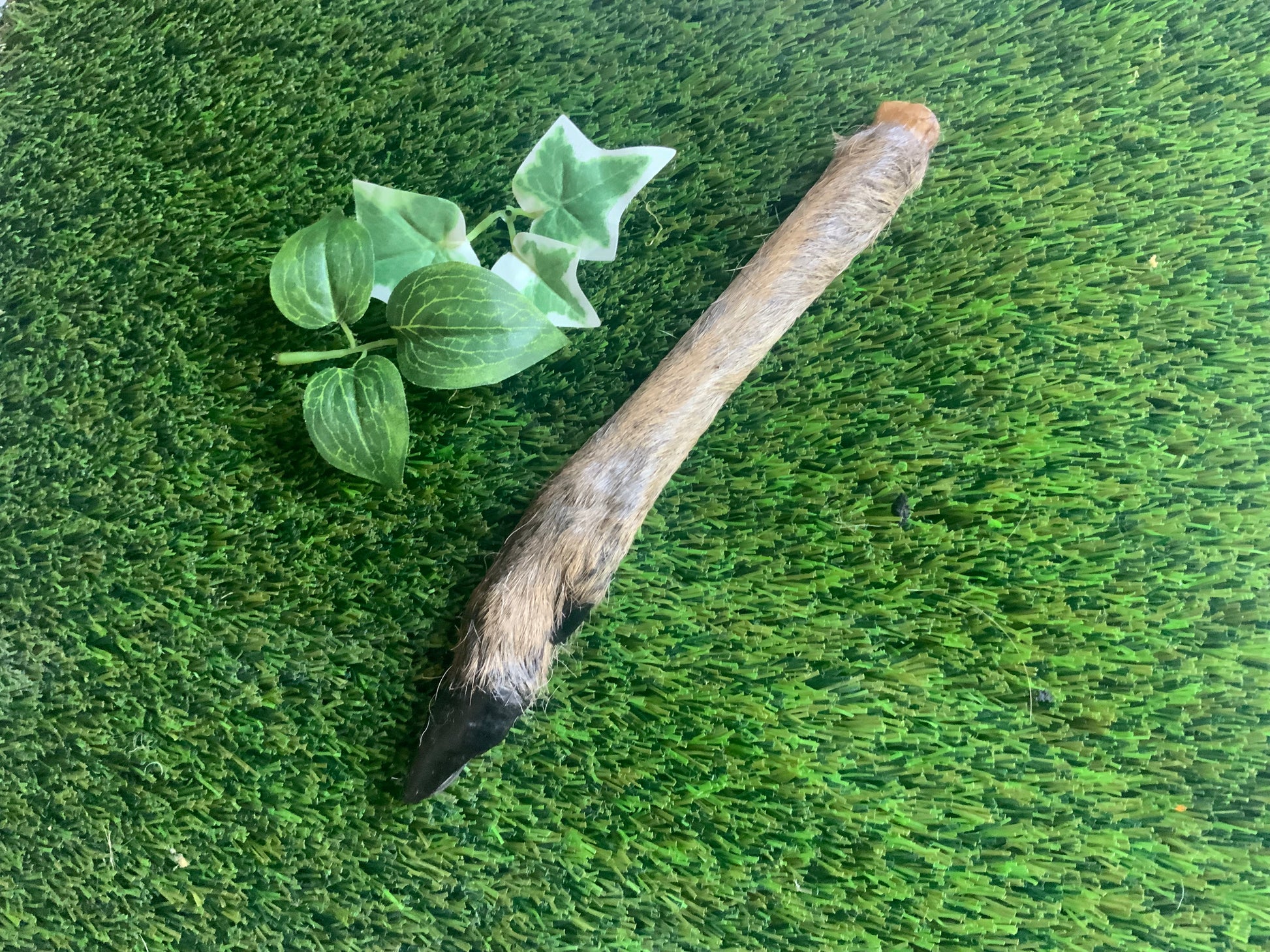 Deer Leg UTA Kennels