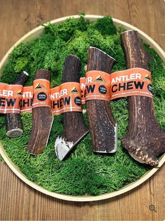 Antler Chew UTA Kennels