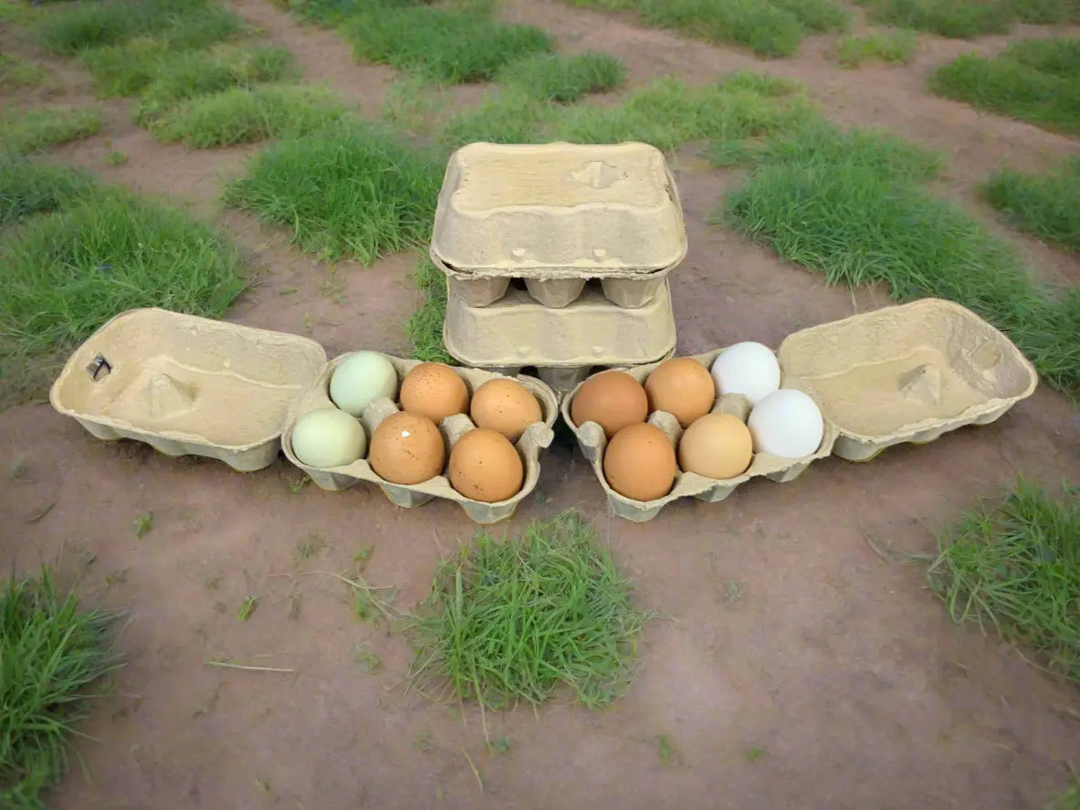 Free range eggs UTA K9
