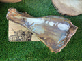 Giant shoulder bone with moon bone UTA K9