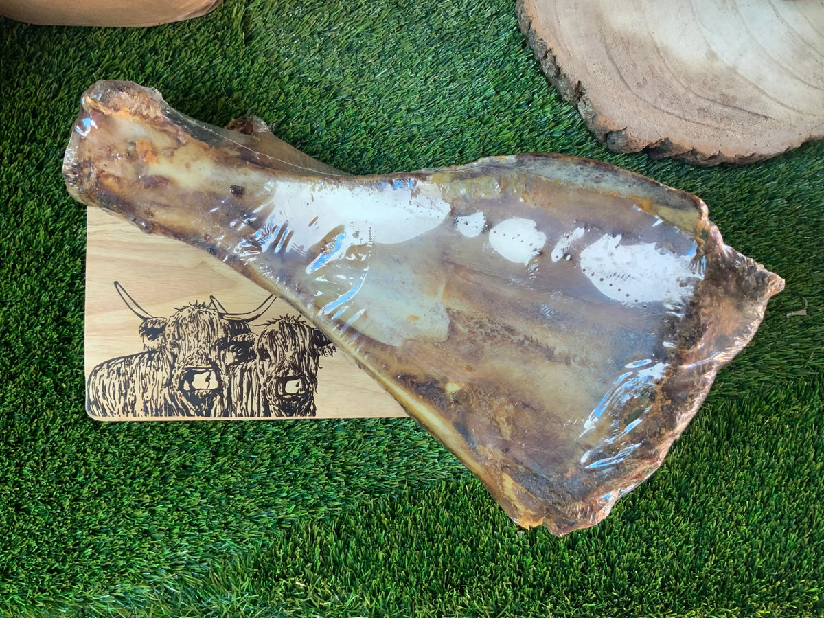 Giant shoulder bone with moon bone UTA K9
