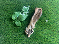 Hairy Goats Ear UTA Kennels