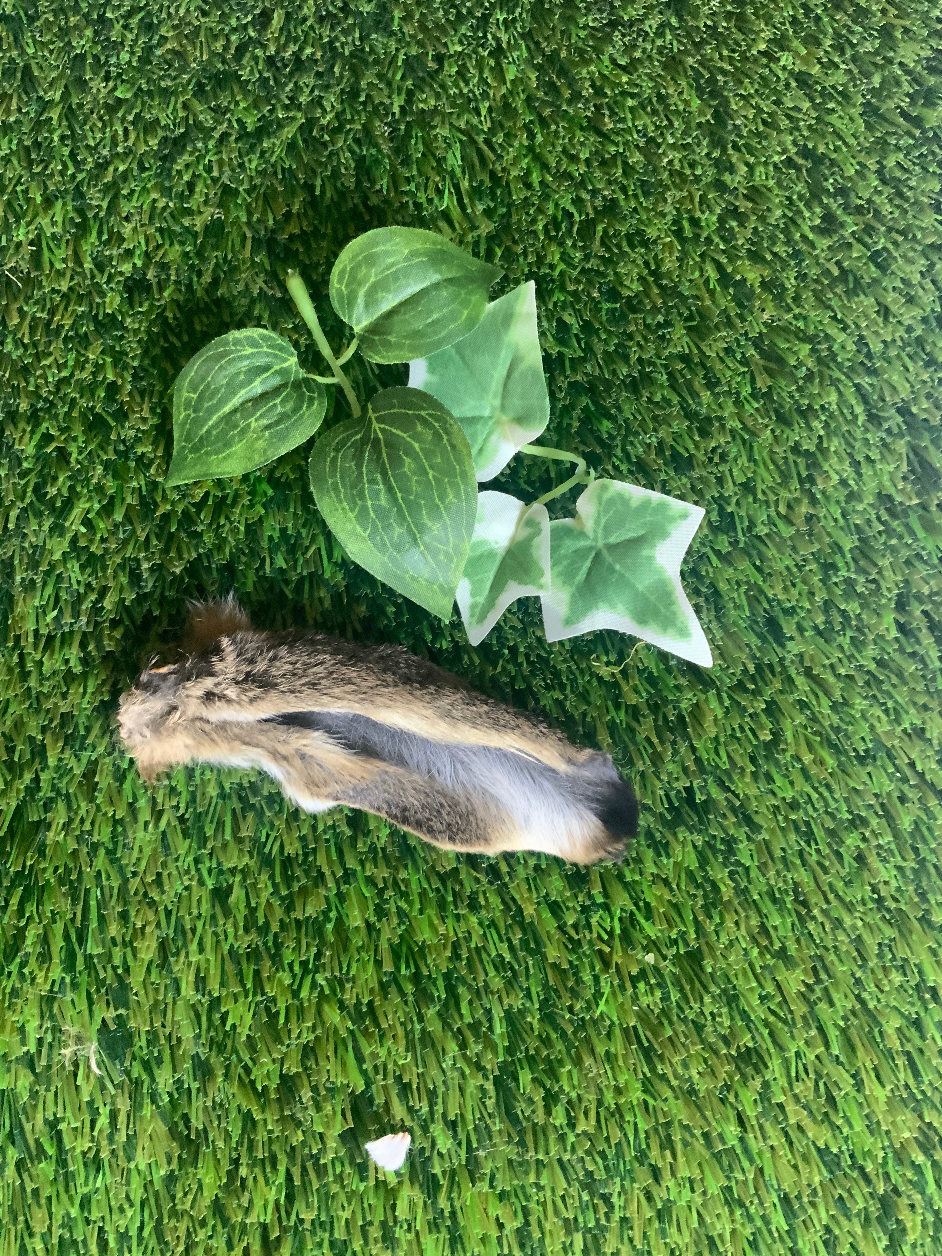 Hare Ear UTA Kennels
