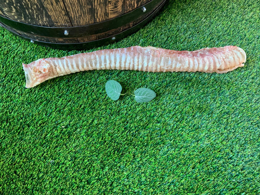 Jumbo Trachea UTA Kennels