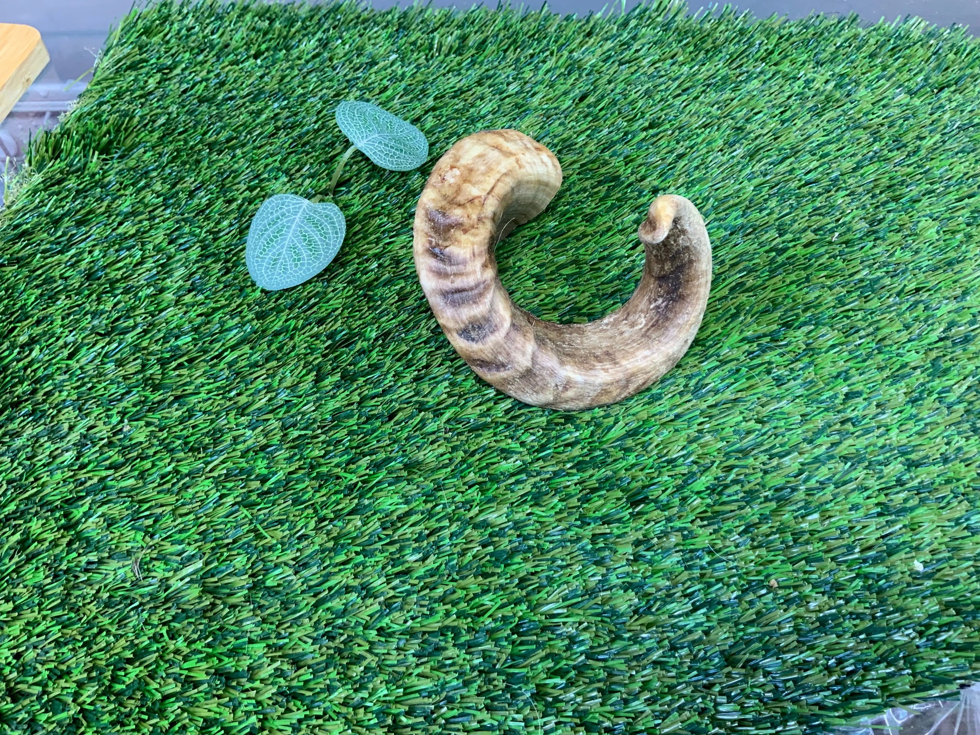 Lamb Horn UTA Kennels