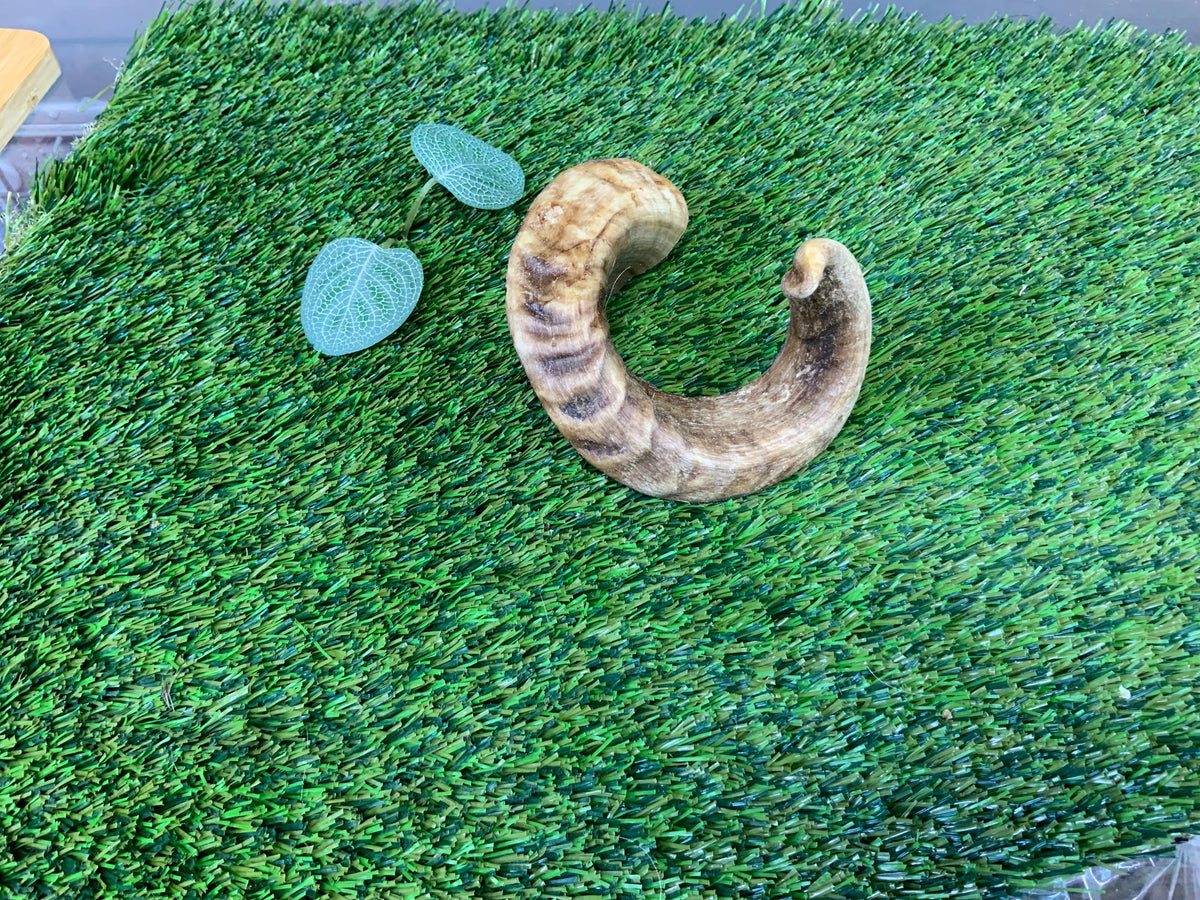 Lamb Horn UTA Kennels