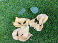 Lamb Snouts UTA Kennels
