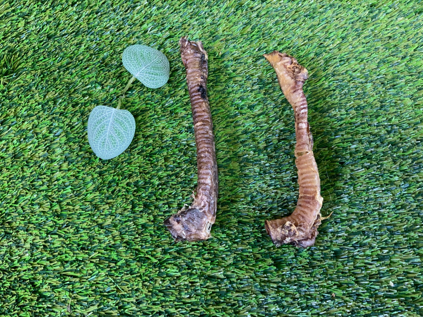 Lamb Trachea UTA Kennels