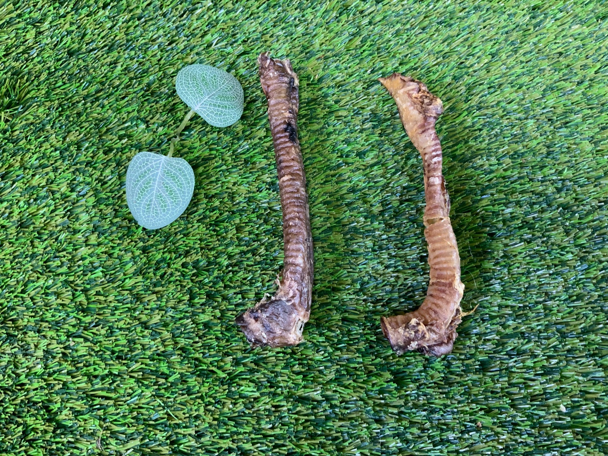 Lamb Trachea UTA Kennels