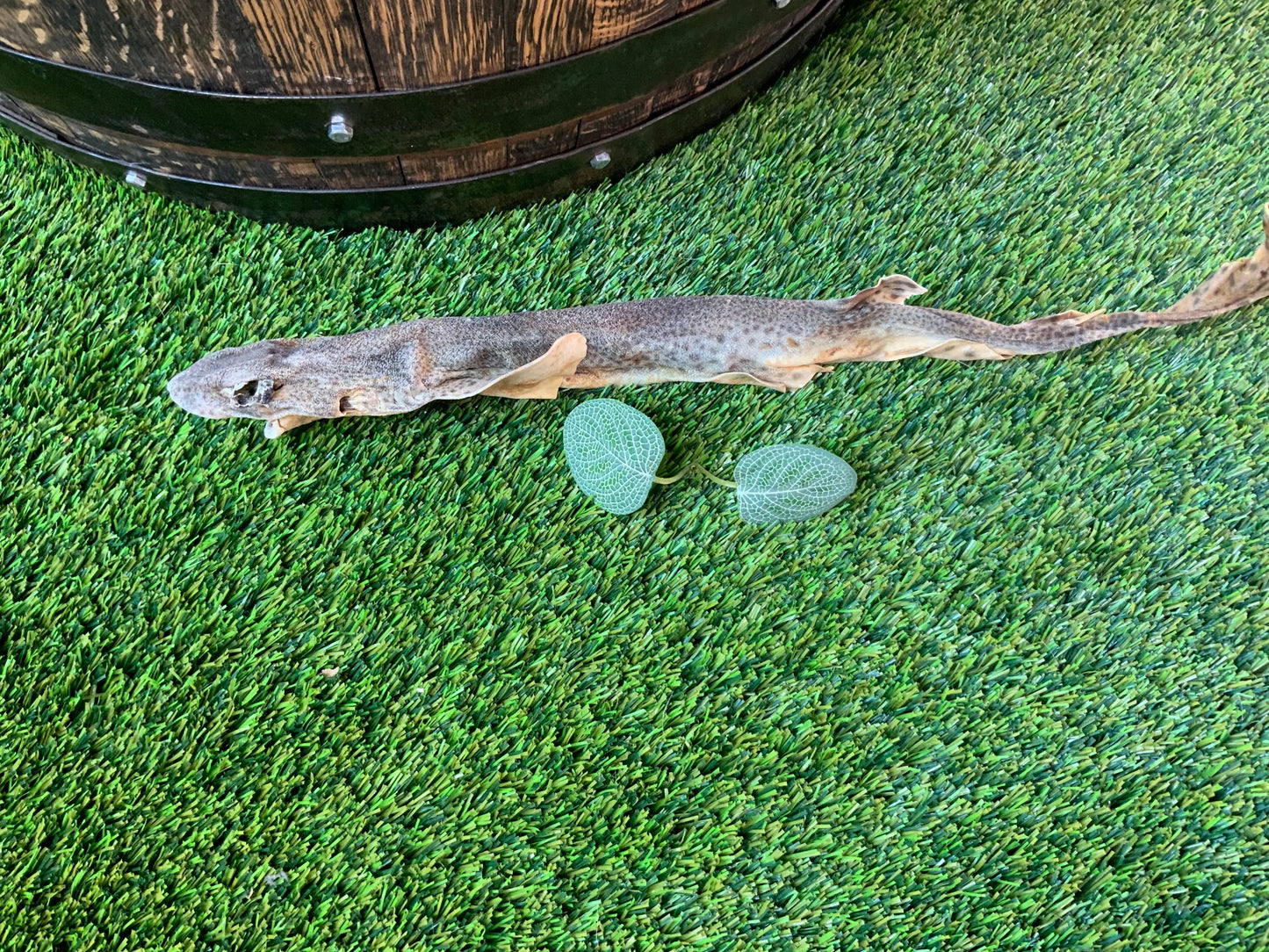 Natural Shark (Dog Fish) UTA Kennels