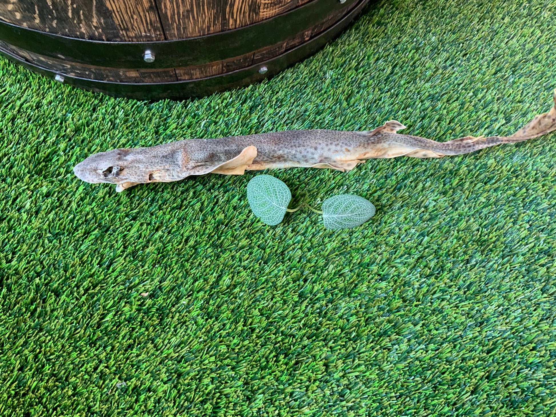 Natural Shark (Dog Fish) UTA Kennels