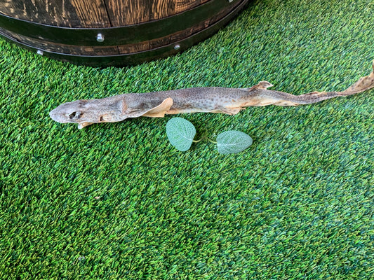 Natural Shark (Dog Fish) UTA Kennels