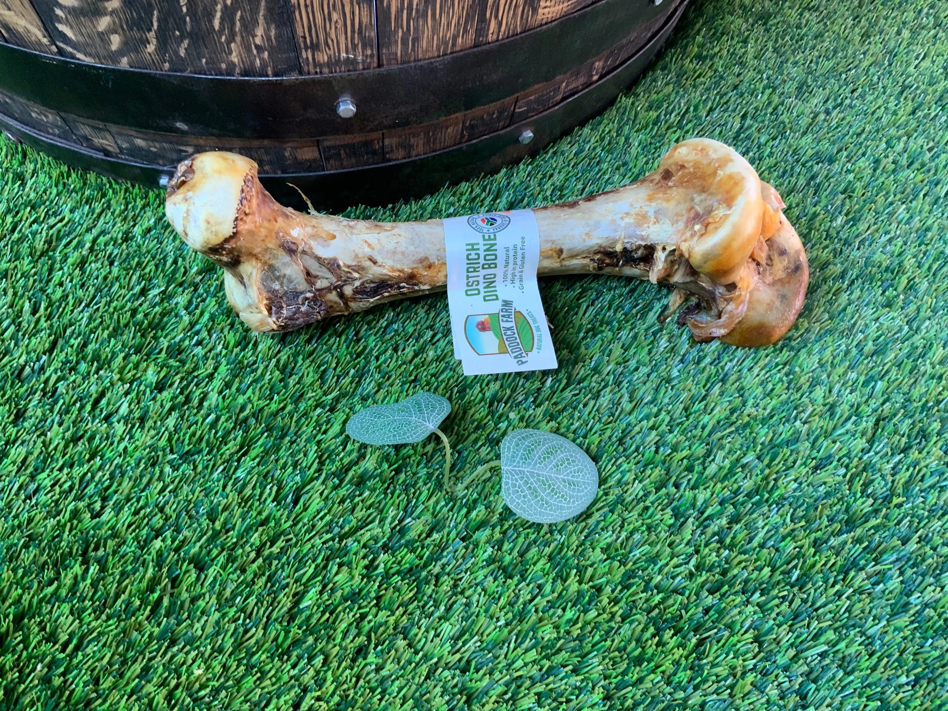 Ostrich Dino Bone UTA Kennels