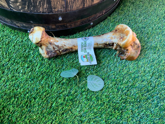 Ostrich Dino Bone UTA Kennels
