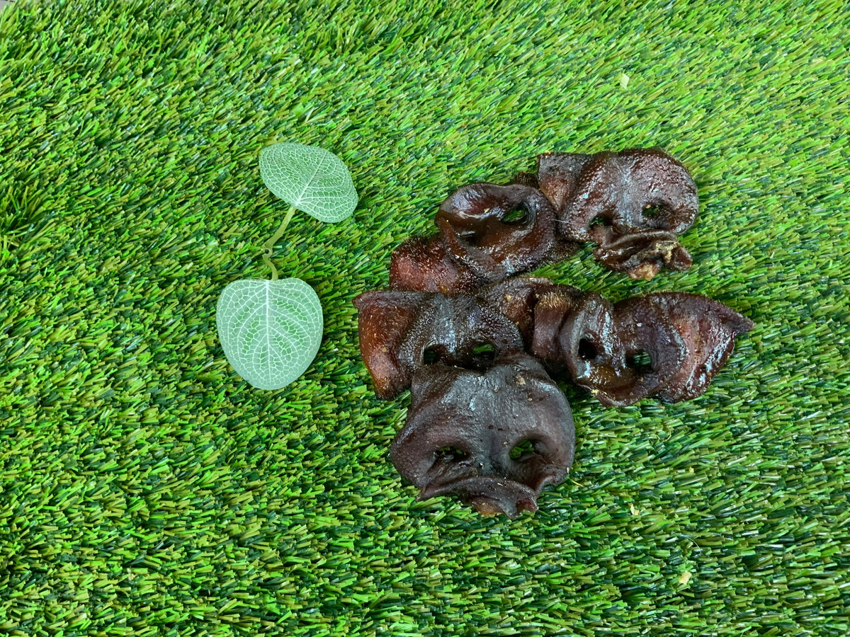 Pig Snouts UTA Kennels