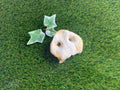 Puffed Pig Snout UTA Kennels