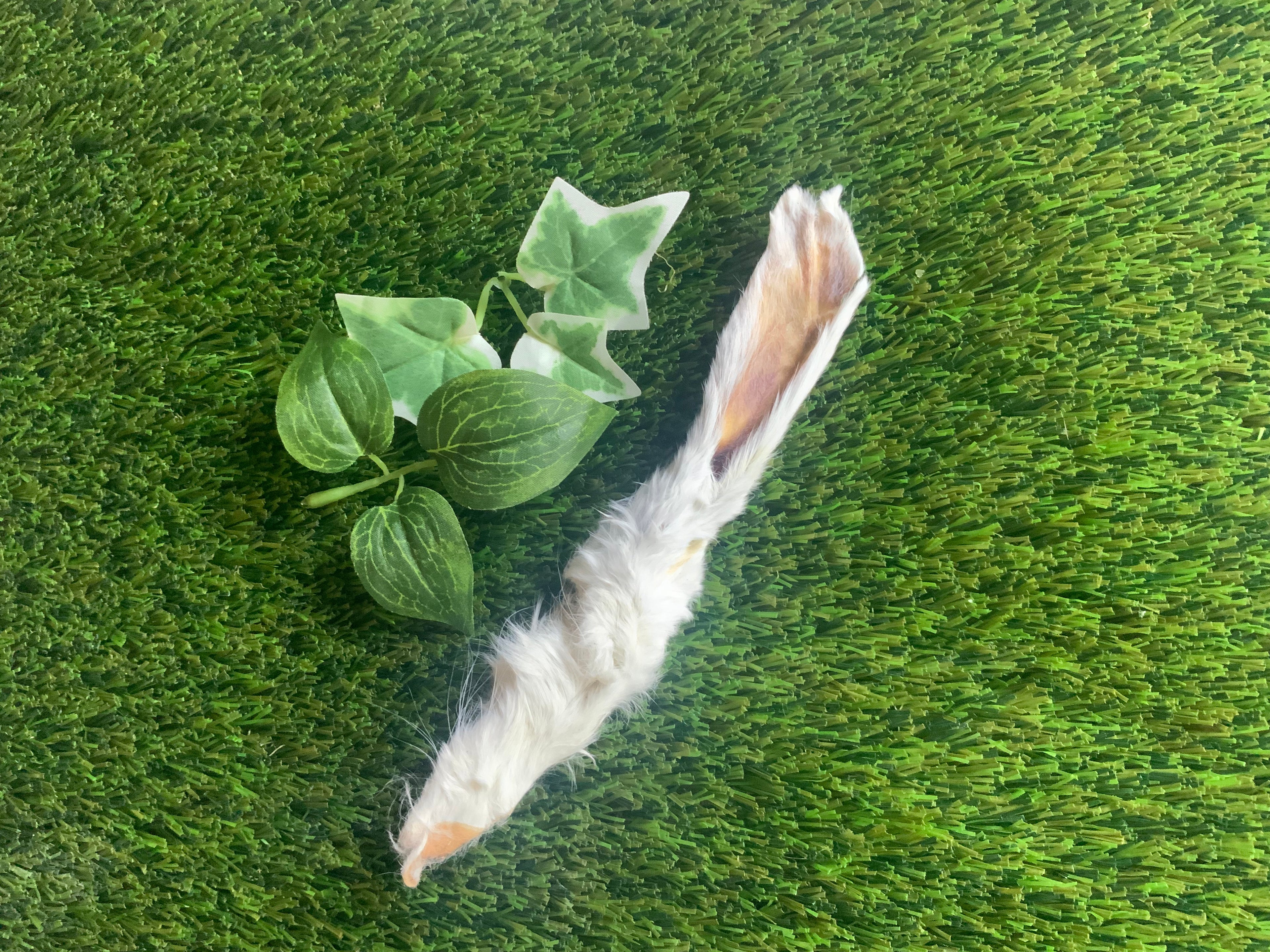 Rabbit Ear with Fur UTA Kennels