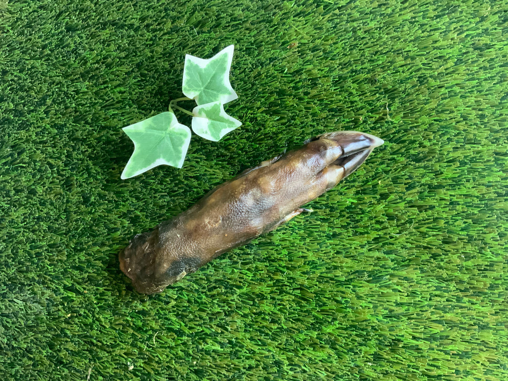 Wild Boar Foot UTA Kennels
