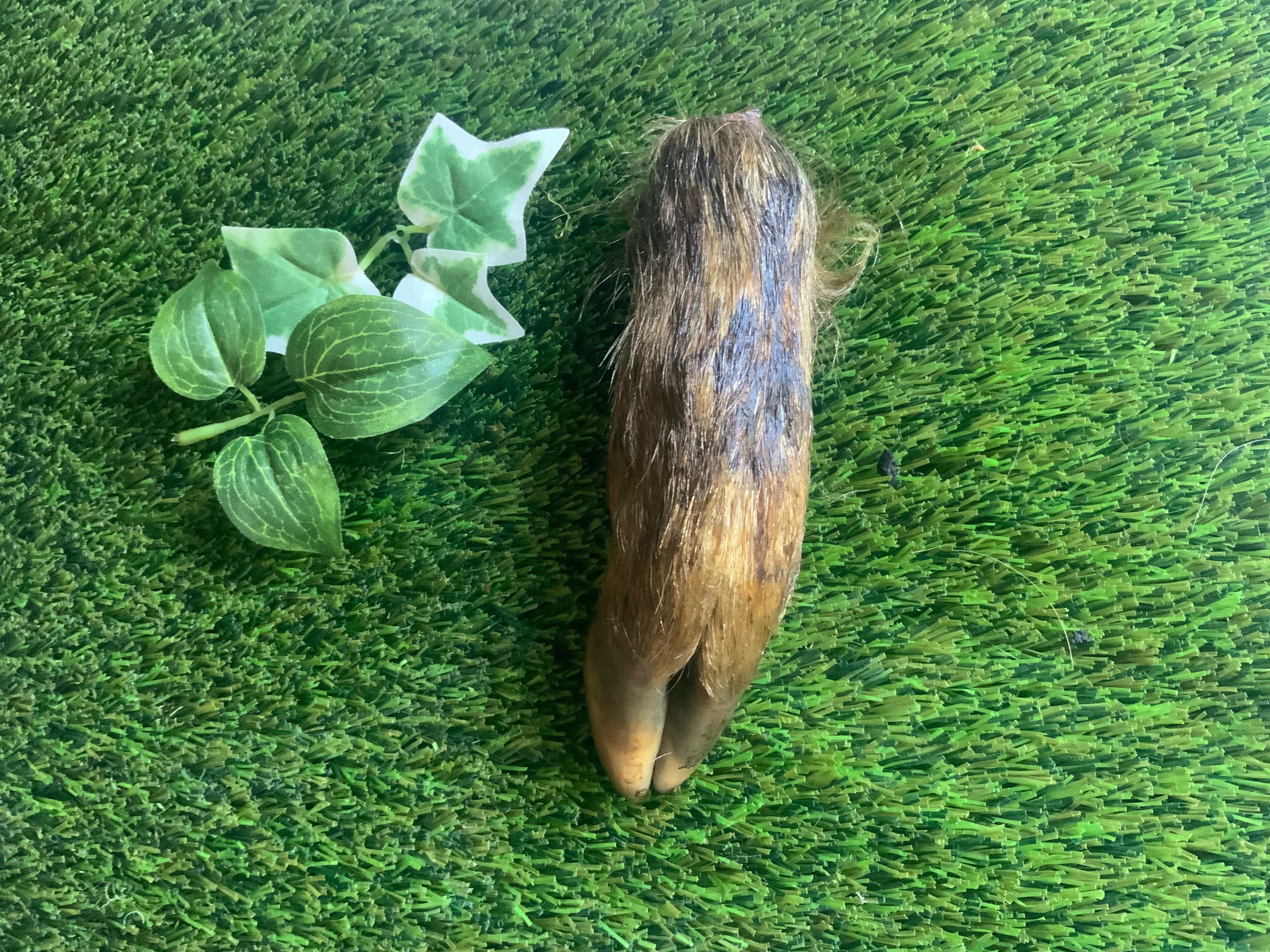 Wild Boar Foot UTA Kennels