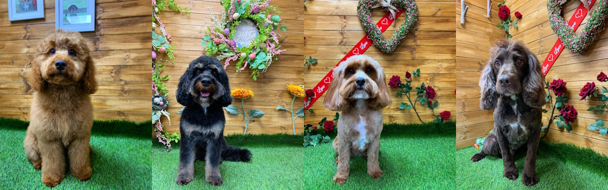Four dogs after grooming at UTA K9